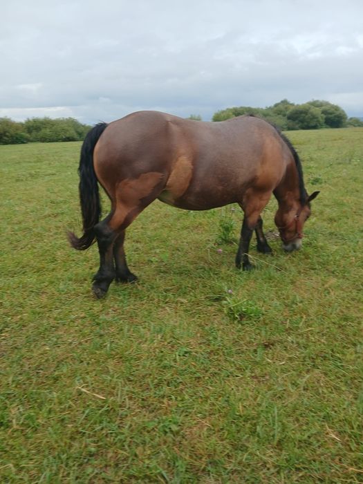 Vand manza în vârstă de 3 ani