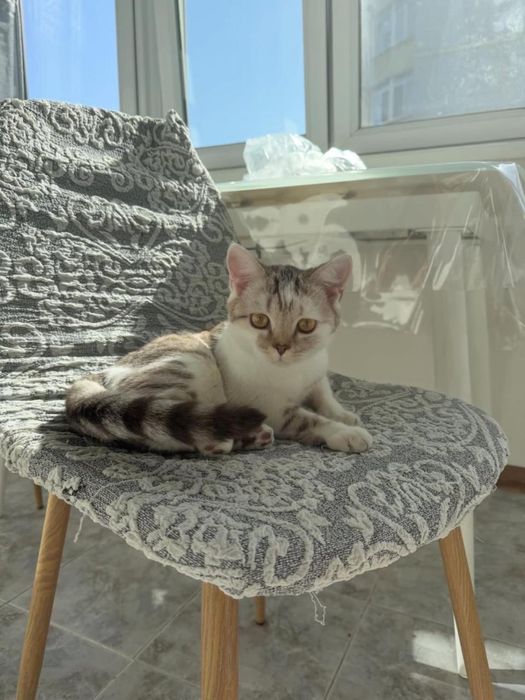 Котёнок Шотландский прямоухии