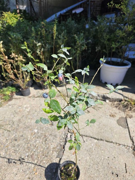 Afin Duke.Aluni micorizati.Nuci altoiti.Ciresi/Gisella Paulownia.Prun