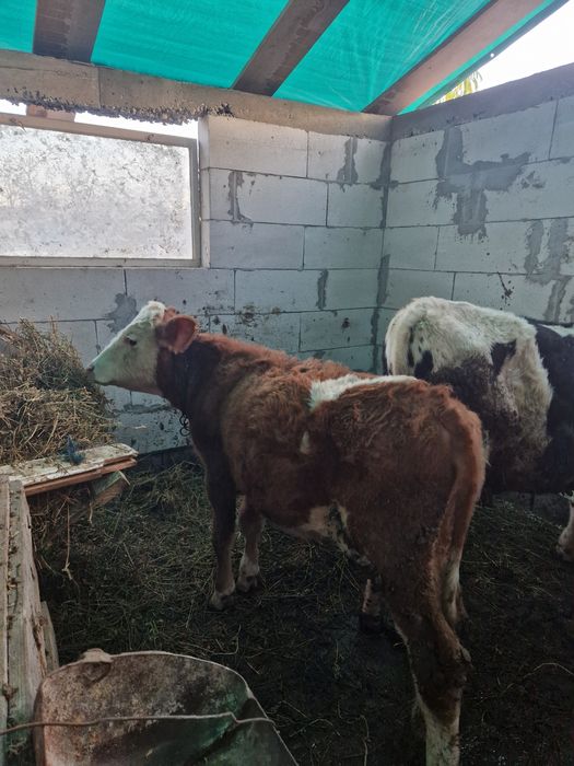 Vand o vitica si un vitel