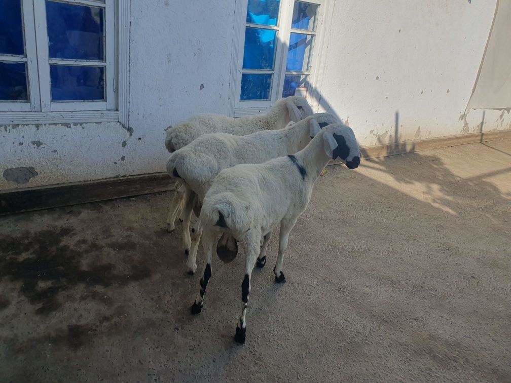 3ta qoraquloq sifat qo'chqorla sotiladi Shofirkonda