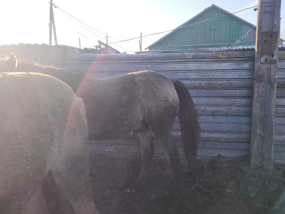 Продаю тайчиков с откорма