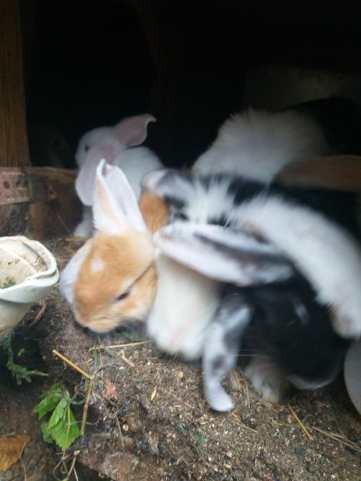 Продаю кроликов пароды французкий баран,возможен обмен