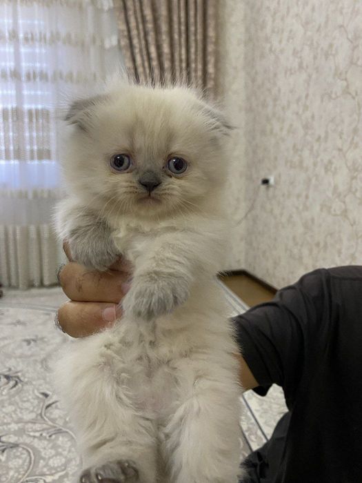 Скоттиш фолд киз мушукча сотилади
