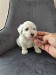 Bichon Maltez Pui