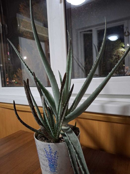 комнатное растение Алоэ Вера