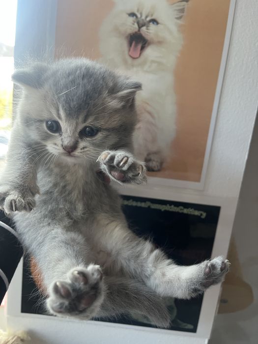 British shorthair cu pedigree