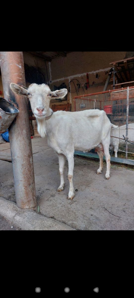Sutli echki sotiladi