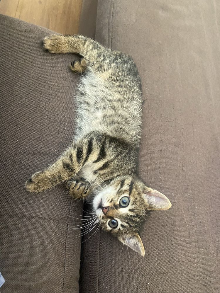 Котарачето Господинчо търси дом! :)