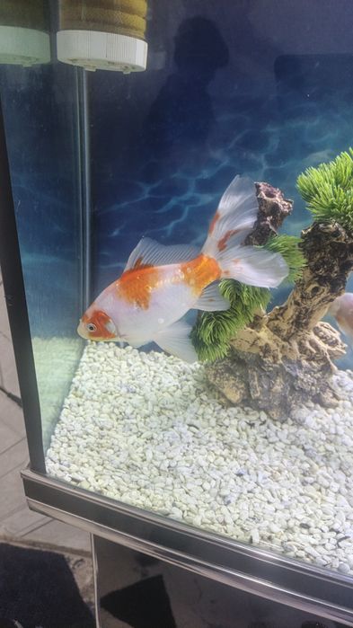 Продаются аквариумные рыбки