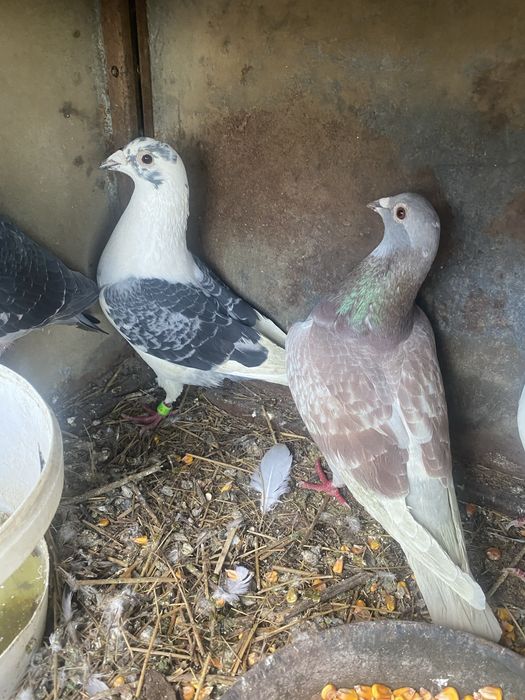 Vand o pereche de voiajori