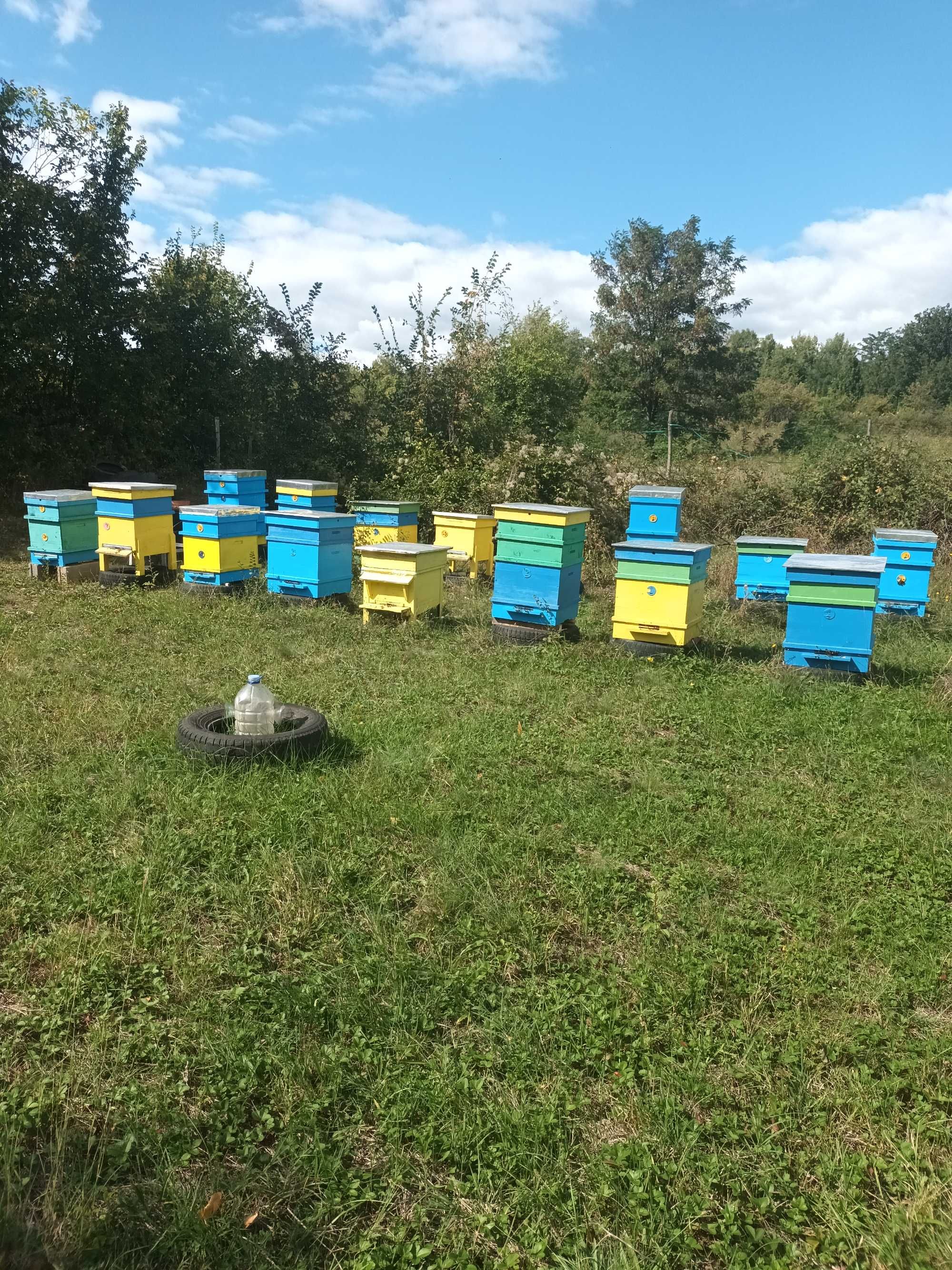 Пчелен мед натурален
