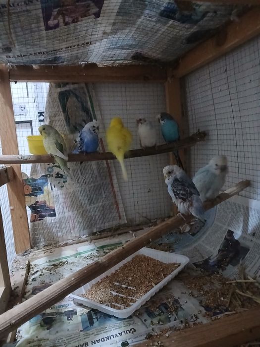 Popugaylar sotiladi donasi 80 ming babichka nar bor 250 ming