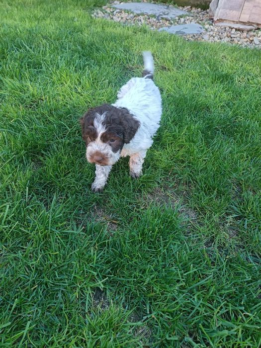 Чистокръвни лагото