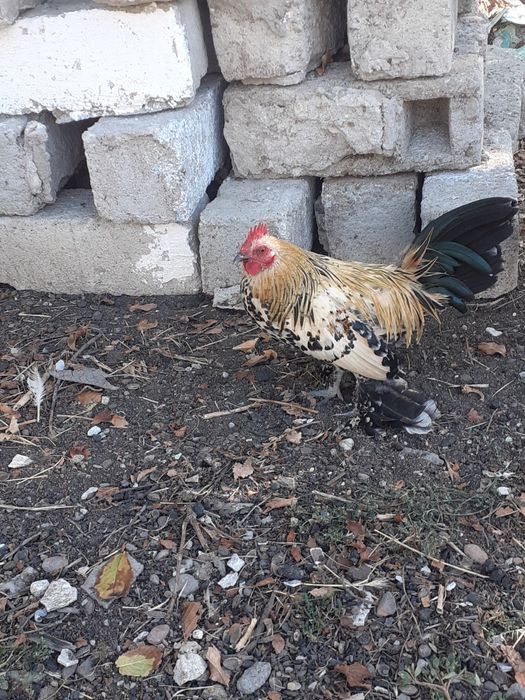 Pitici mi de flori
