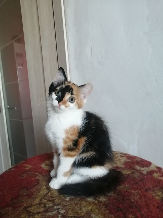 Отдам котёнка даром