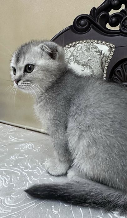 Продается котенок мальчик серебристая шиншилла фолд 2 месяца