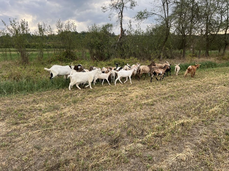Schimb cu vaca capre si iede (metis anglo )