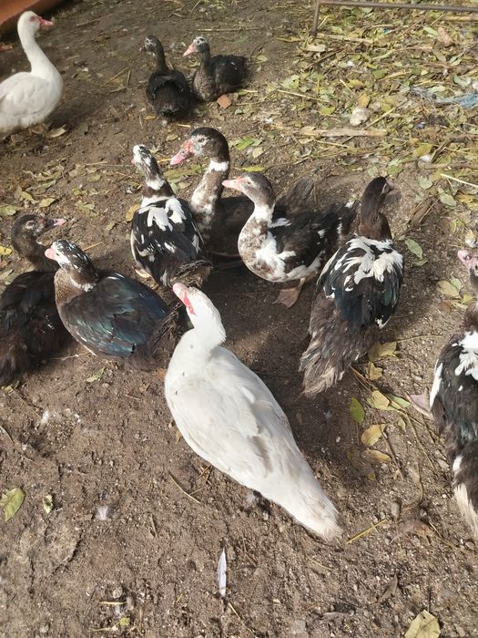 Vând rațe leșești