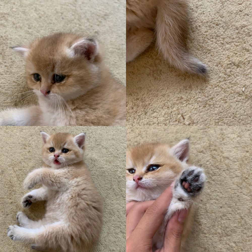 Продаётсья кошка британский шиншилла девочка