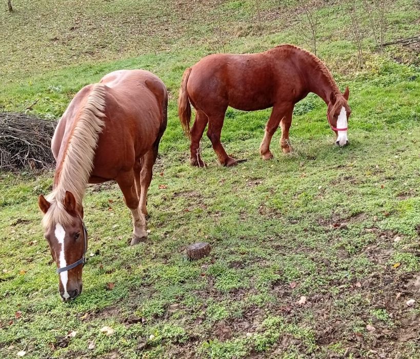 Cai de vanzare  la pret bun