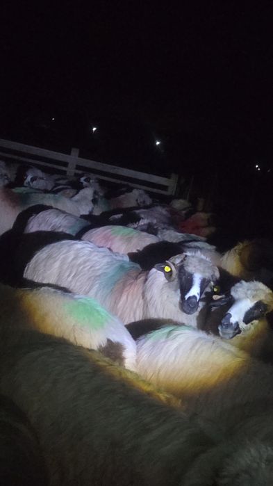 De vanzare 20 de oi si 8 noatini