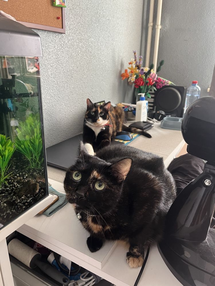 Pet-Sitter / Cazare Caini Bucuresti