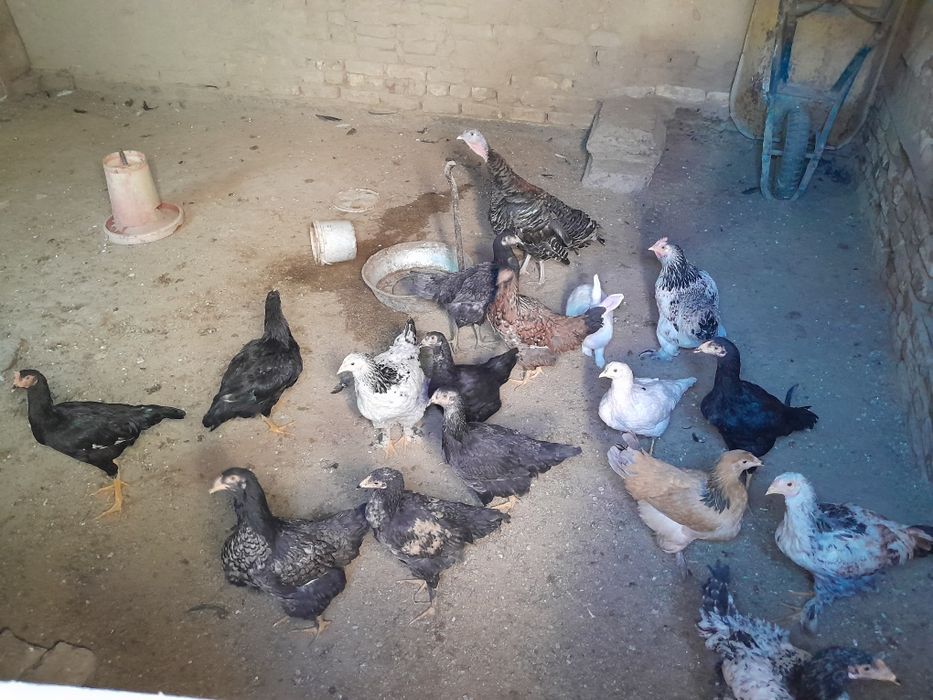 Товук ва хорозлар