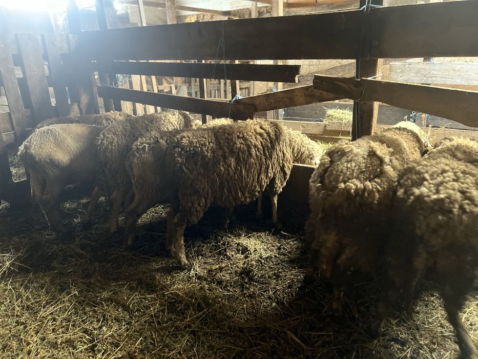 oi de vanzare, 7 buc.