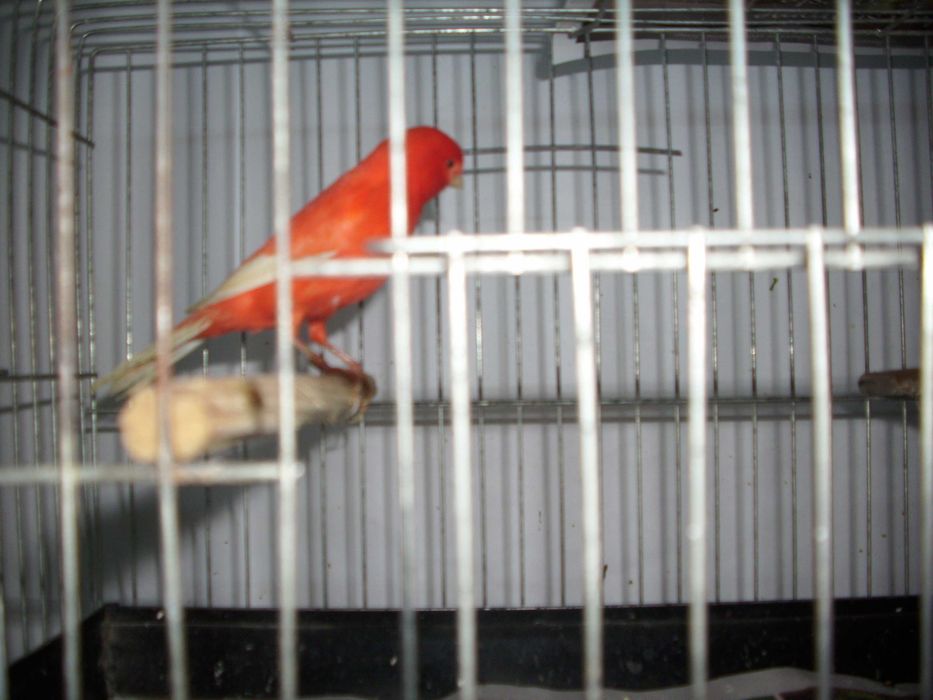 vand canari de culoare isabel si postura gloster norwich