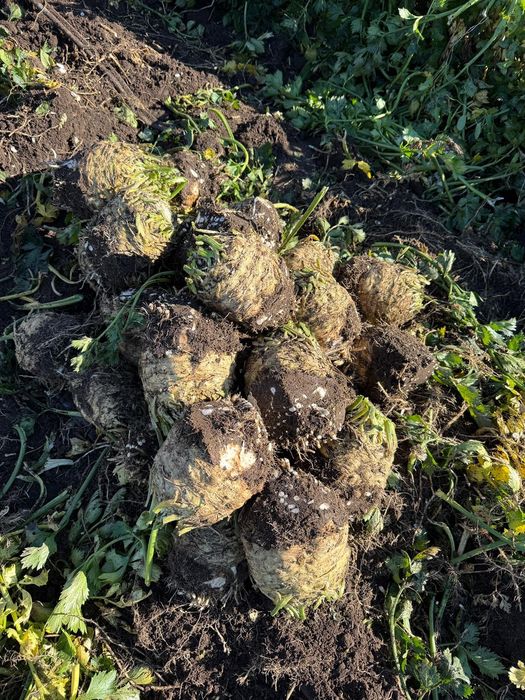 Vand telina rădăcină în cantități