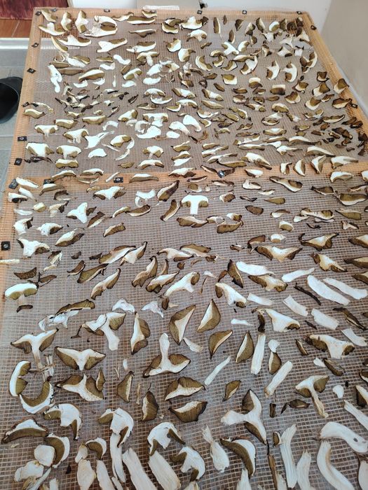 Vând hribi uscați.