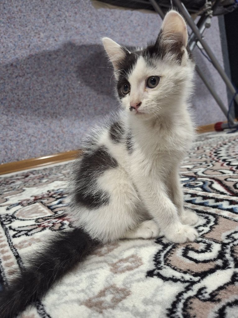 Отдам котёночка.