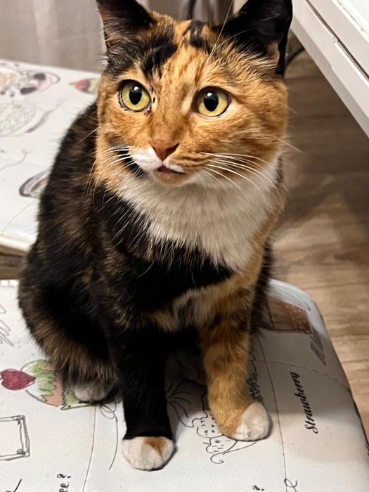 Пропала кошка (трехцветка, девочка)