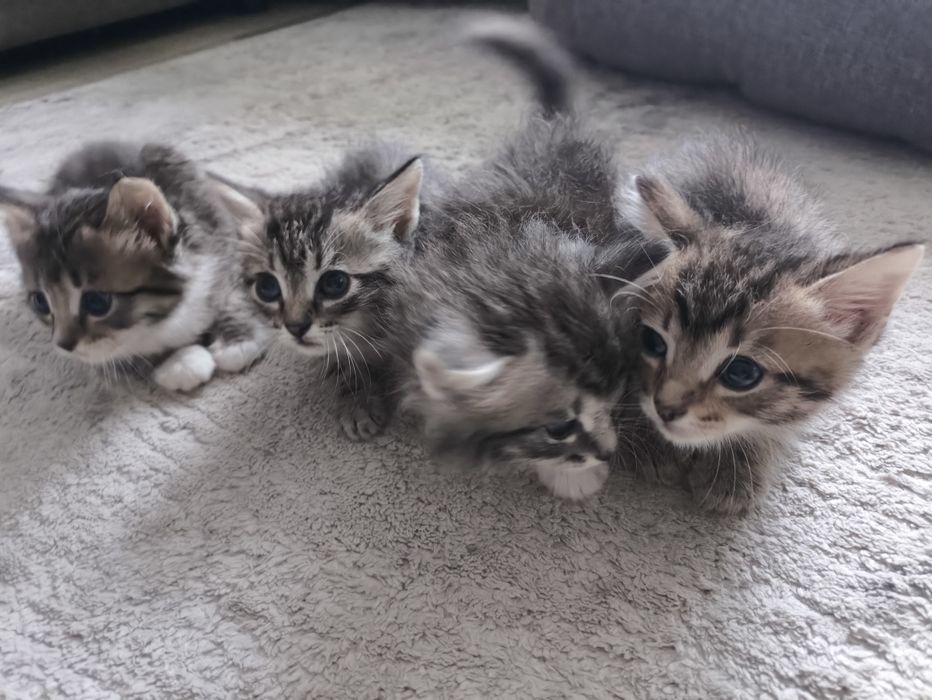 Отдам бесплатно котят