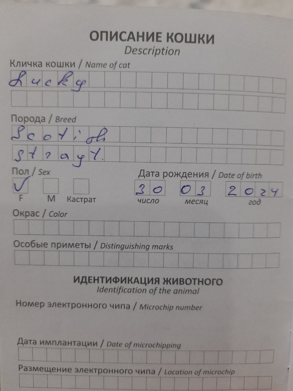 Кошка скоттиш страйт