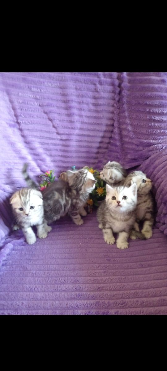 Продам шотладскую прямоухую кошечку .