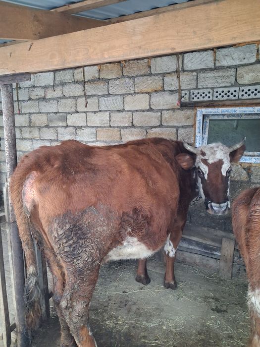 Продам крупную корову