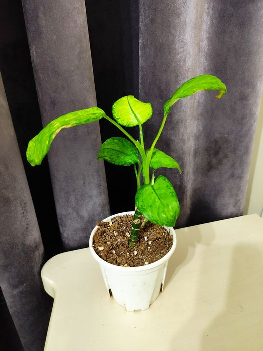 Дифенбахия яркий окрас листьев