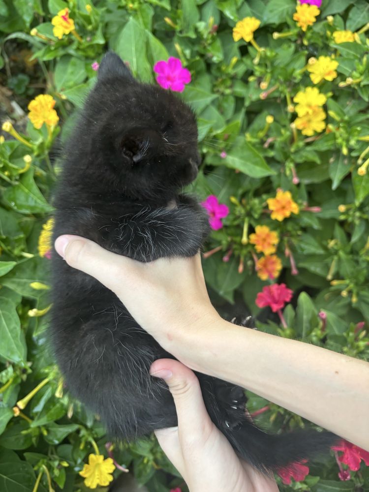 Отдам котят в хорошие руки