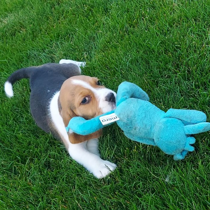 Beagle cu certificat pedigree