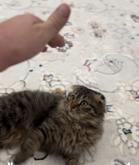 Отдам в добрые руки, девочка, веслоухая