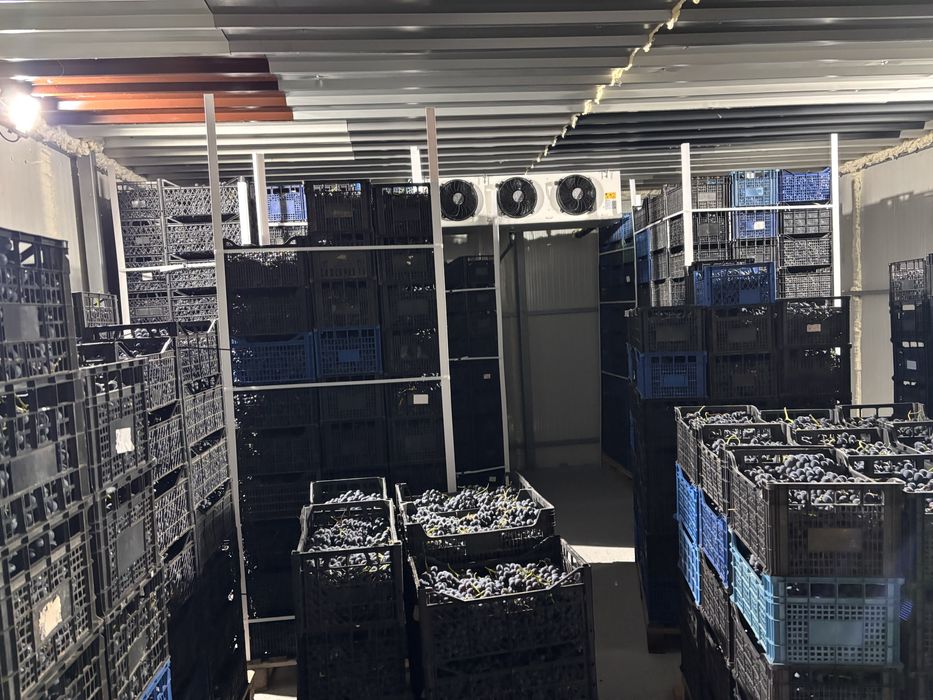 Vand struguri se masa MUSCAT de ADDA ,productia 2025