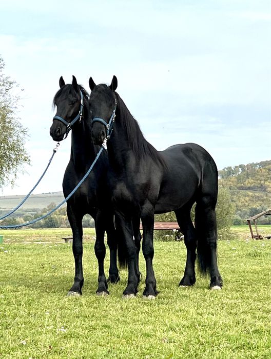 Armasari Friesian pereche Frizian