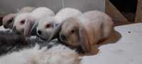 Iepure Pitic Berbec German Iepurasi Mini Lop