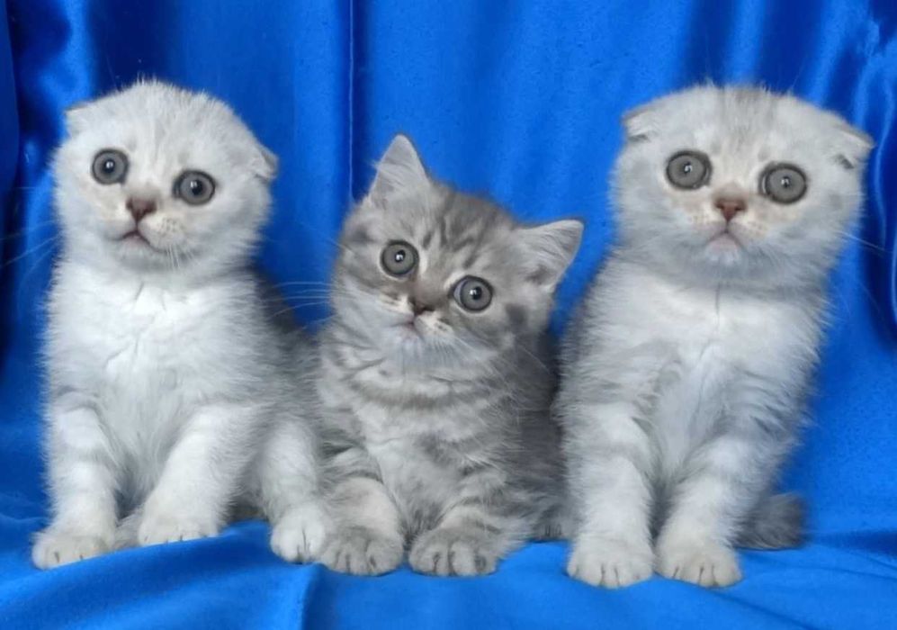 Британско и Шотландски късокосмести котенца