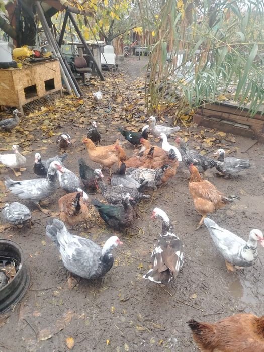 Vând rațe și rățoi mute crescute bio ,