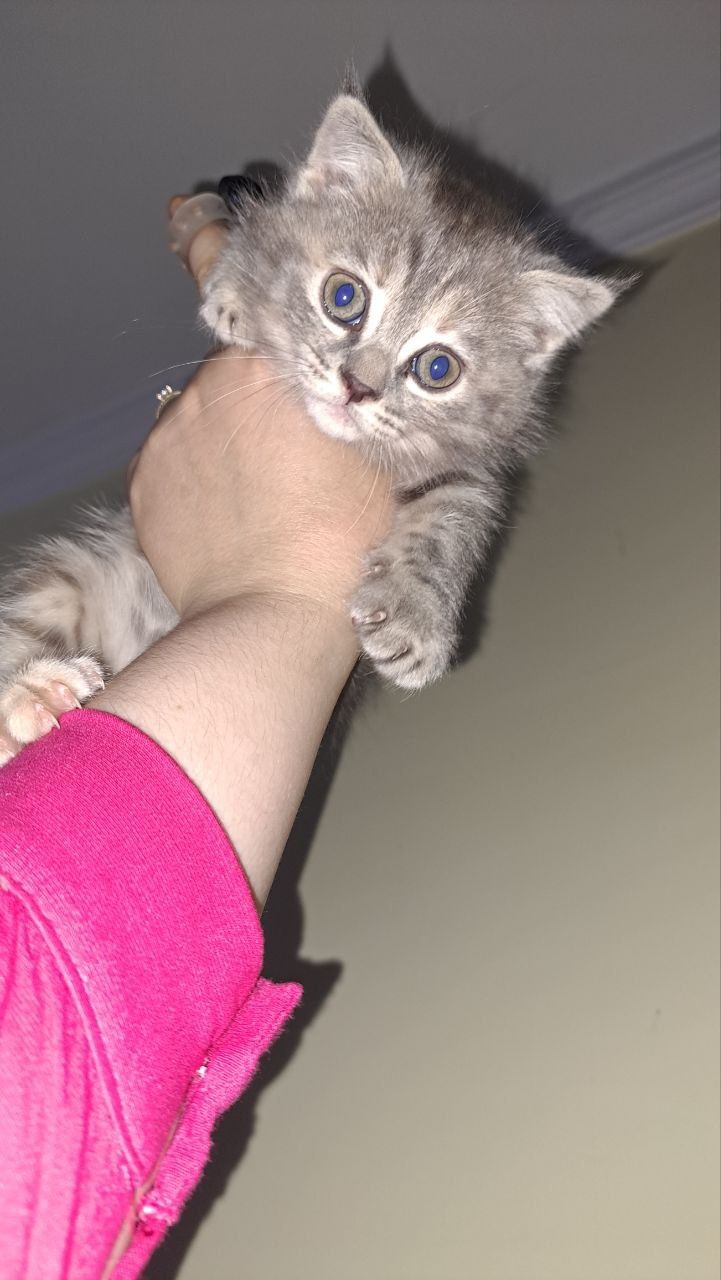 Scottish Straight sariq rangdagisi va Scottish Fold seriey rangdagisi