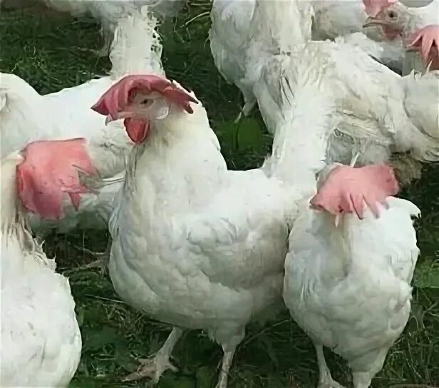 Продаются куры по 2000 тысяч тенге