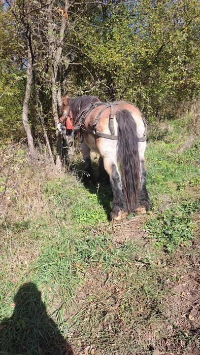 Vând iapă ardeneza, gestanta în 5 luni